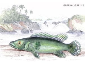 Cychla Labrina by Robert H. Schomburgk - Art Print