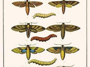 Death's Head Hawkmoth