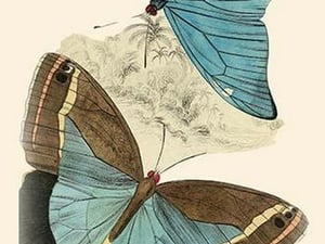 European Butterflies & Moths by James Duncan 4 - Art Print