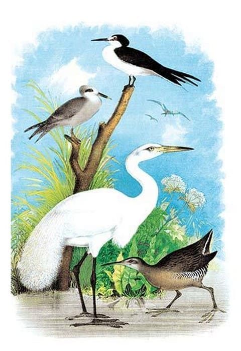 The Great White Egret (White Heron) by Theodore Jasper - Art Print