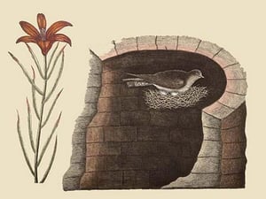 American Swallow by Mark Catesby - Art Print