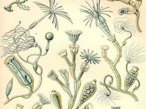 Campanariae by Ernst Haeckel - Art Print