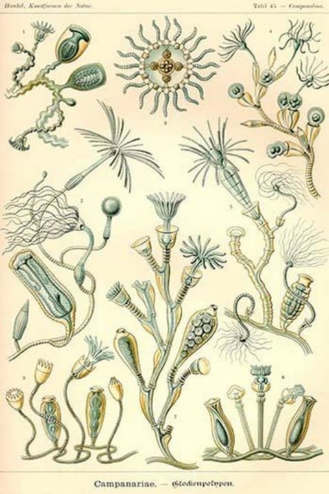 Campanariae by Ernst Haeckel - Art Print