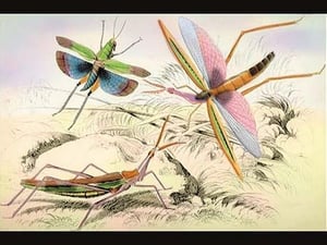 Three Insects by James Duncan - Art Print