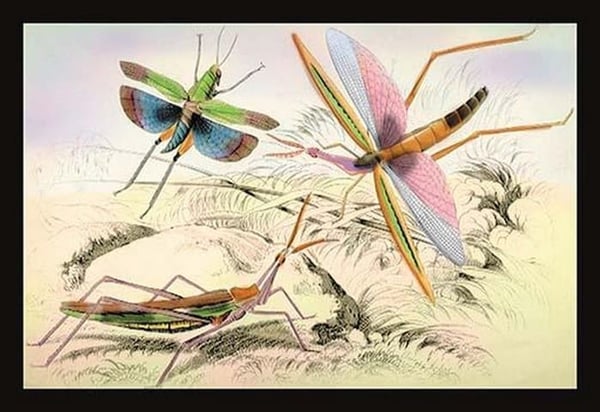 Three Insects by James Duncan - Art Print