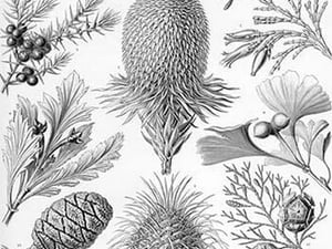 Conifers by Ernst Haeckel - Art Print