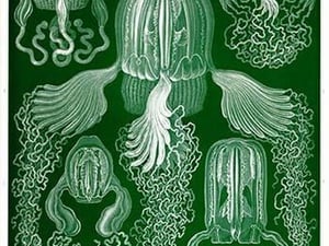 Box Jelly Fish by Ernst Haeckel - Art Print