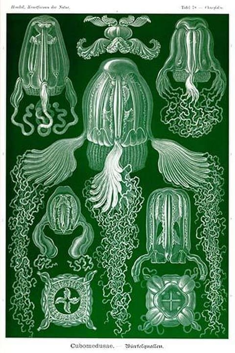 Box Jelly Fish by Ernst Haeckel - Art Print