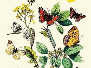 Butterflies: E. Belemia