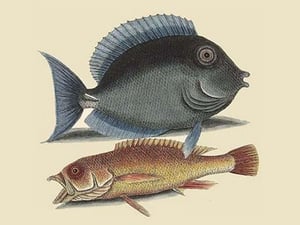 Tang & Yellow Fish by Mark Catesby - Art Print