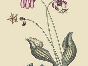 Water Frog by Mark Catesby - Art Print