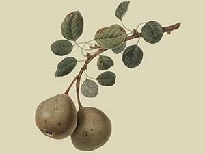 Aston Town Pear by William Hooker - Art Print