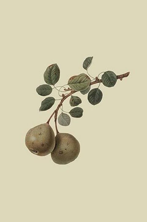 Aston Town Pear by William Hooker - Art Print