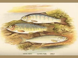 Young Trout