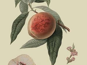 La Bourdine Peach by William Hooker - Art Print