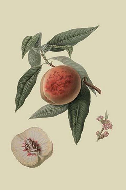 La Bourdine Peach by William Hooker - Art Print