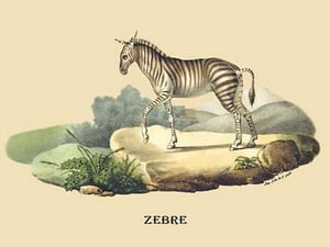 Zebre (Zebra) by E. F. Noel - Art Print