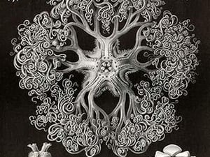 Brittle Stars by Ernst Haeckel #2 - Art Print