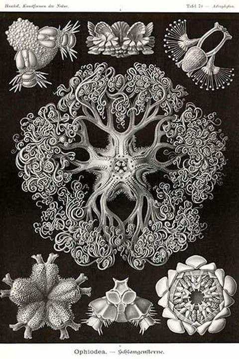 Brittle Stars by Ernst Haeckel #2 - Art Print