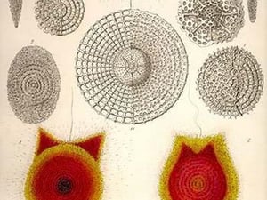 Sponge type Radiolaria and Coccodiscus Darwinii by Ernst Haeckel - Art Print