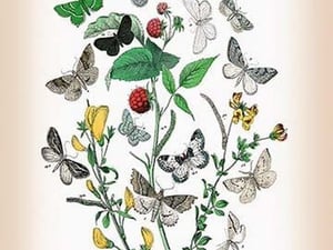 Moths: Aspilates Gilvaria