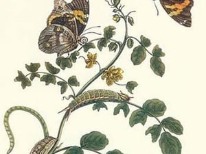 Coffee with Split-Banded Owlet Butterfly by Maria Sibylla Merian - Art Print