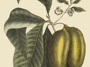 Anona - Cherimoya Fruit by Mark Catesby - Art Print