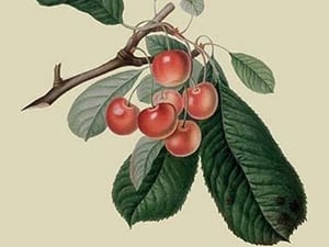 Bigarreau Cherry by William Hooker #2 - Art Print