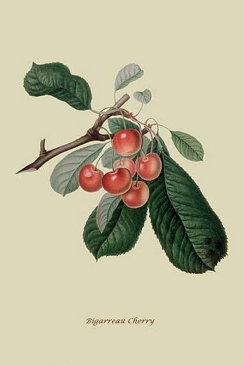Bigarreau Cherry by William Hooker #2 - Art Print