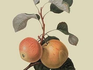 Kerry Pippin - Apple by William Hooker - Art Print