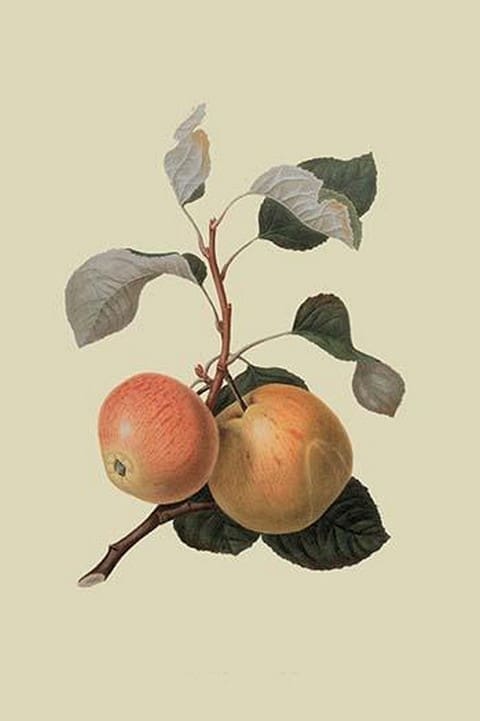 Kerry Pippin - Apple by William Hooker - Art Print