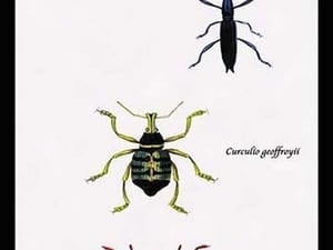 Beetles: Brentus Anchorago