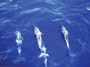 Spotted Dolphin by Cmdr. Grady Tuell - Art Print