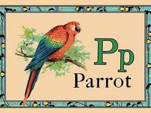 Parrot - Art Print