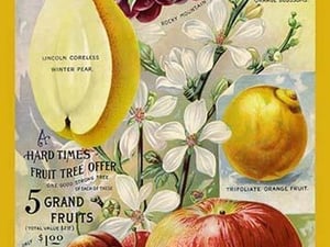 5 Grand Fruits - Art Print