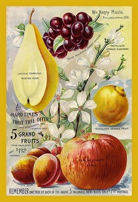5 Grand Fruits - Art Print