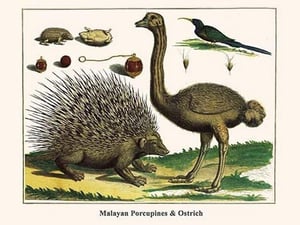 Malayan Porcupines & Ostrich by Albertus Seba - Art Print