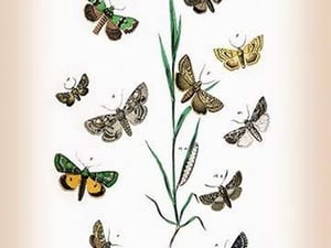 Moths: Cleophana Anarrhini