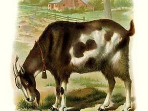 The Goat - Art Print