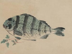 Striped Bass - Art Print