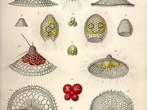 Carpocanium Diadema