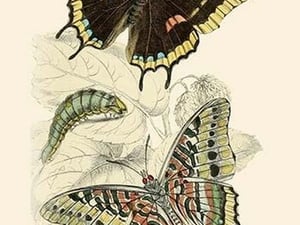 European Butterflies & Moths by James Duncan #7 - Art Print