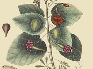 Caryophyllus - Dianthus & Moth by Mark Catesby #2 - Art Print
