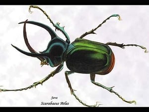 Beetle: Scarabaeus Atlas of Java by Sir William Jardine - Art Print