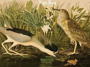 Night Heron by John James Audubon - Art Print