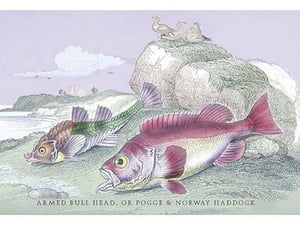 Armed Bull Head or Pogge & Norway Haddock by Robert Hamilton - Art Print