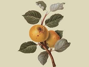 Yellow Ingestrie Pippin - Apple by William Hooker #2 - Art Print