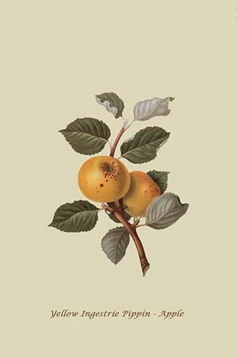 Yellow Ingestrie Pippin - Apple by William Hooker #2 - Art Print