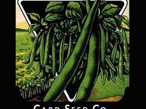 Bush Beans: Early Red Valentine - Art Print