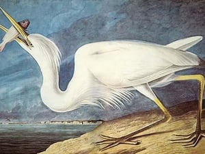 Great White Heron by John James Audubon - Art Print